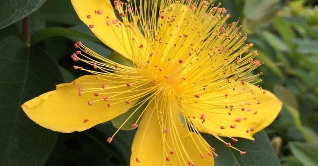 ビヨウヤナギに似た花たち 花と日々 Yas Note ビヨウヤナギに似た花たち 花と日々 Yas Note