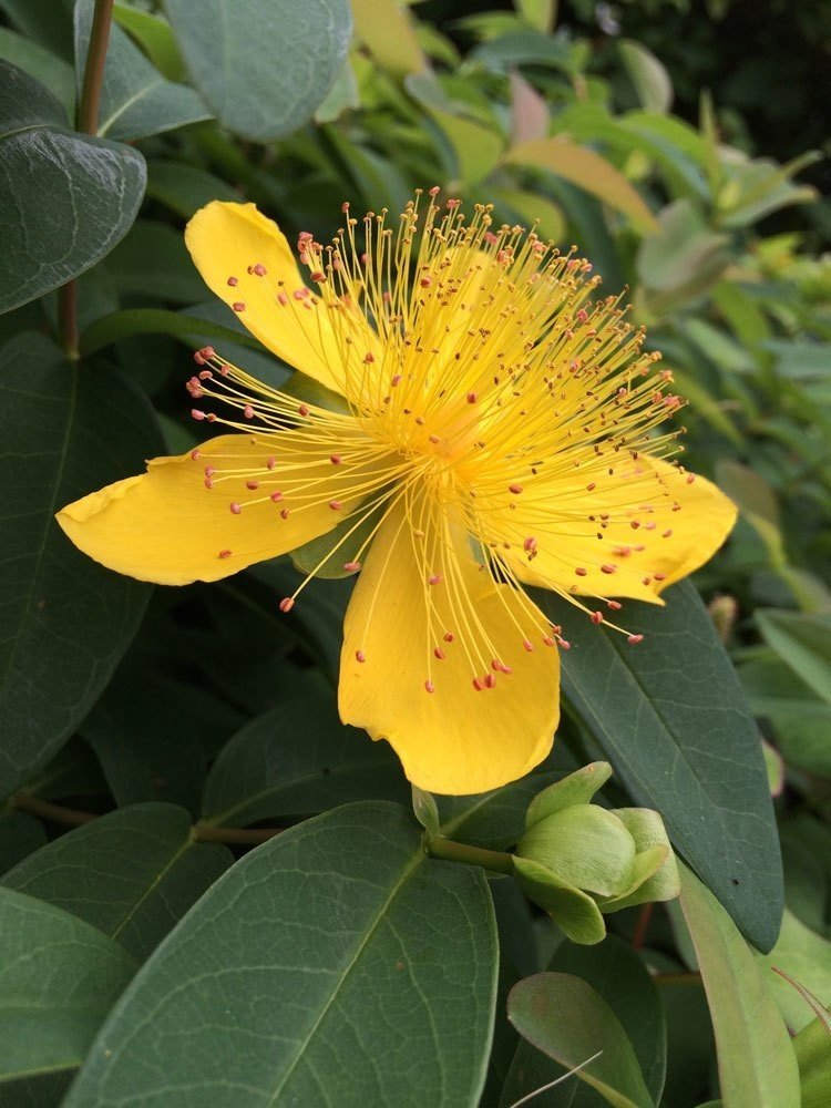 ビヨウヤナギに似た花たち 花と日々 Yas Note