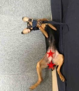 犬を連れて日本からカナダへ行く｜オオタカ ミツ(大高 光)
