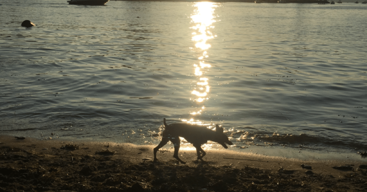 犬を連れて日本からカナダへ行く 準備編 オオタカ ミツ 大高 光 Note