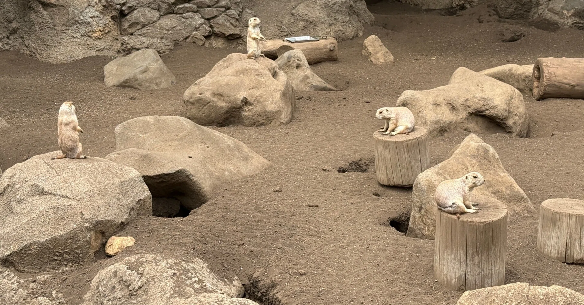 一眼カメラを持ってくればよかった小さな動物園｜つみきのひろ