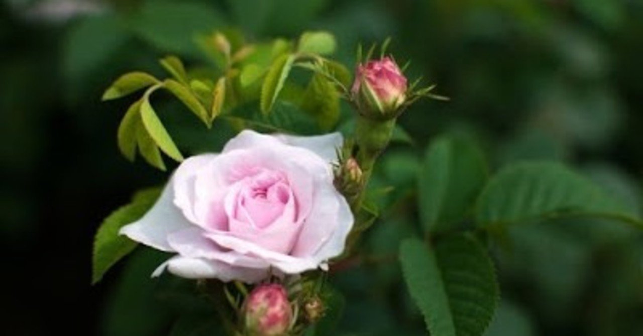 瞬間の美】風が見える瞬間：佐藤春夫『病める薔薇』の美の表現｜本と日常😌