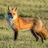 Star Fox