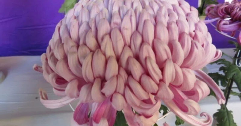 大輪菊を咲かせる