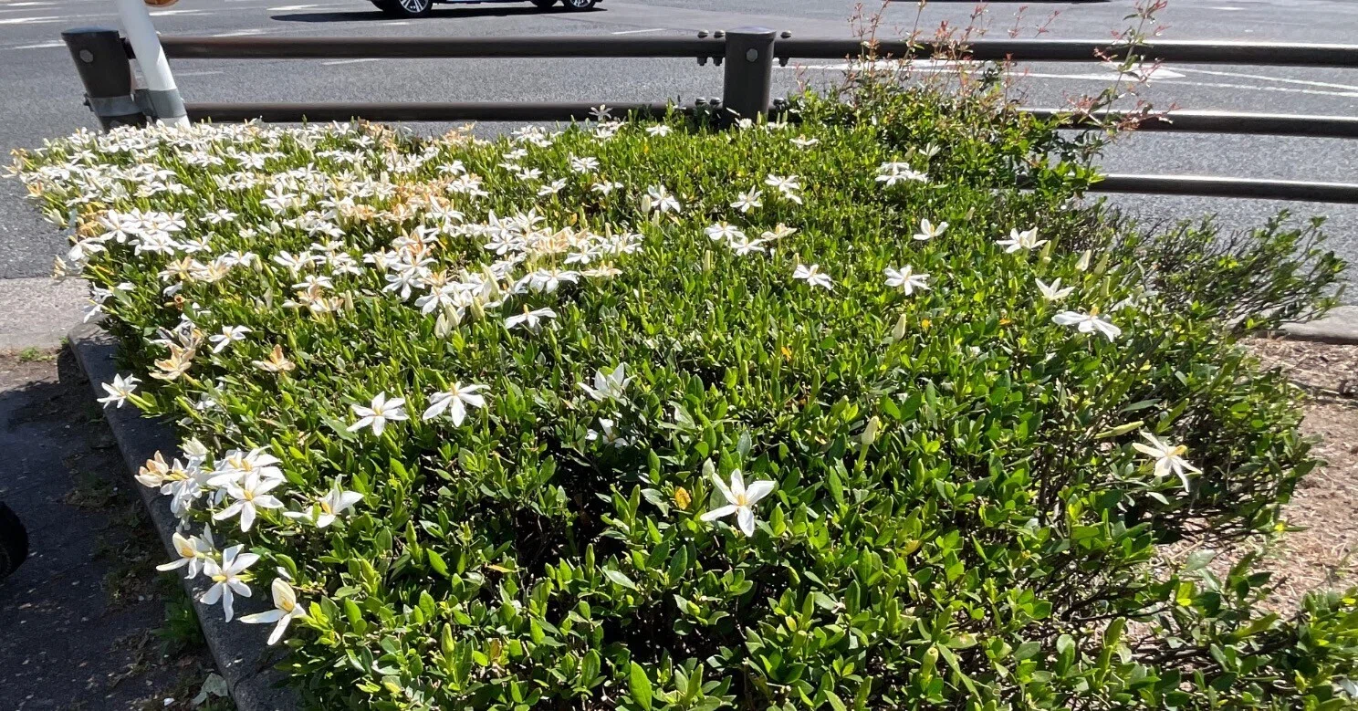 クチナシの花（堀川北大路交差点）：2026年6月1日（月）｜藤井秀昭