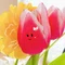 ほんのり