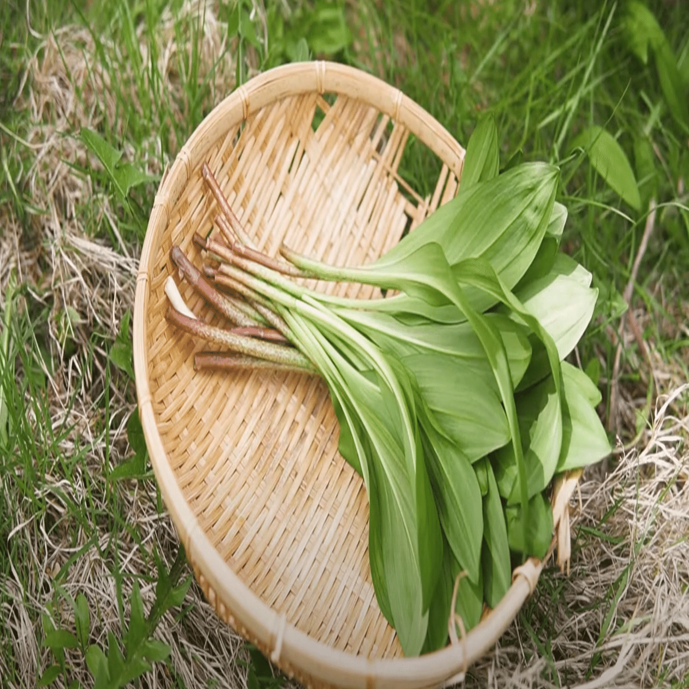 アイヌネギ（行者ニンニク）の収穫方法と下処理｜柴田愛里沙|北海道の