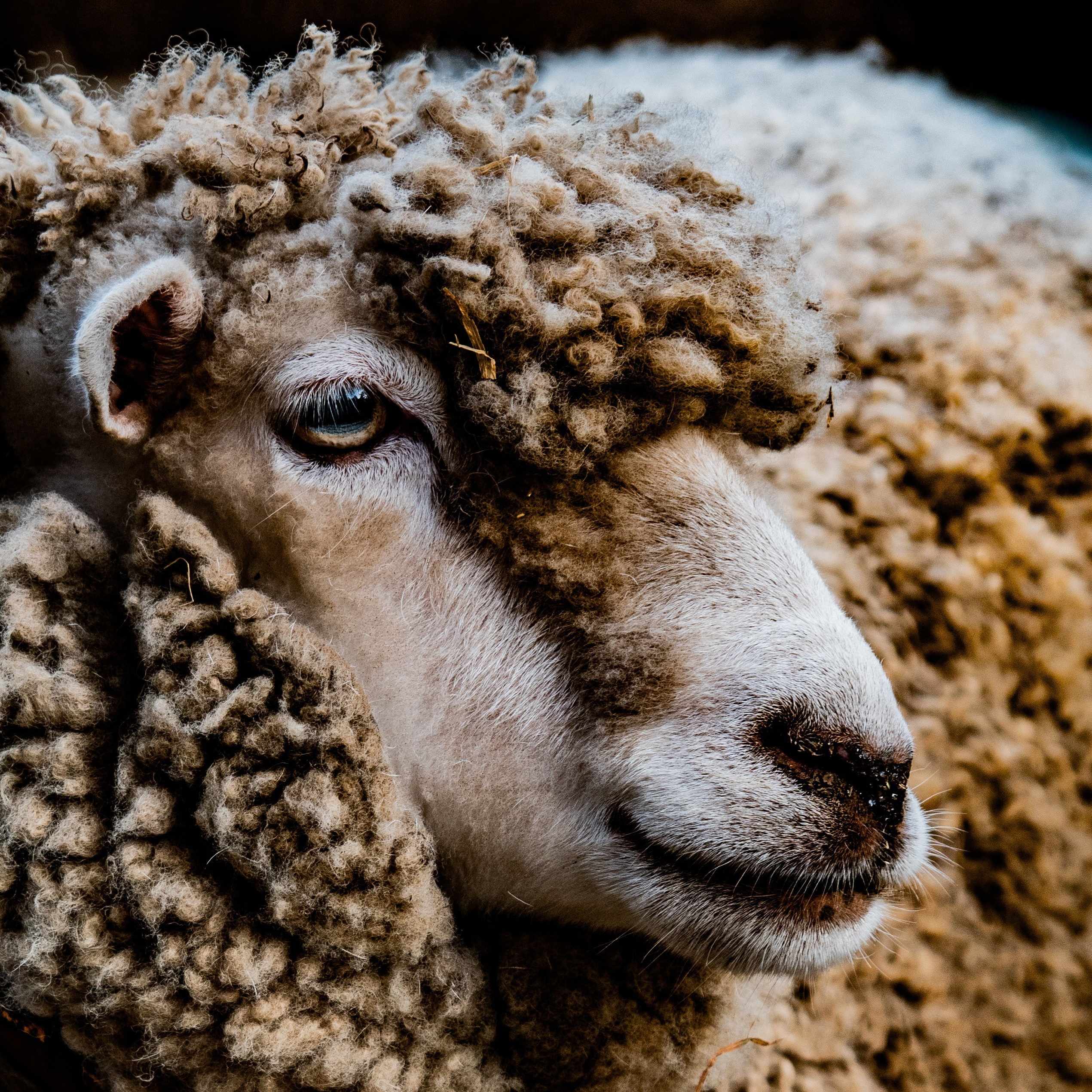 塩野七生さんの本を、本屋で立ち読みして泣く。｜リック西大寺