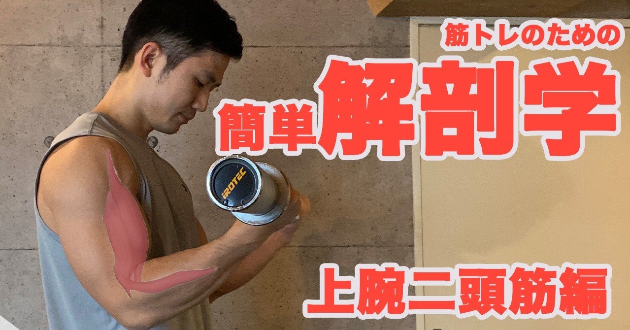 筋トレ解剖学 かっこいい腕を作る効率的な鍛え方 上腕二等筋 上腕筋 腕橈骨筋編 せいや アラサー筋トレチャンネル Note 筋トレ解剖学 かっこいい腕を作る効率的な鍛え方 上腕二等筋 上腕筋 腕橈骨筋編 せいや アラサー筋トレチャンネル Note