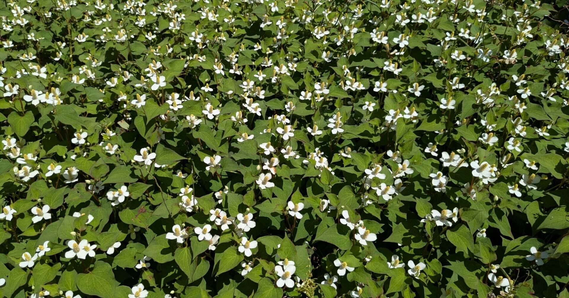 ドクダミ　自生 ドクダミ 〜 暮らしを潤す野草図鑑⑤｜ふーみん