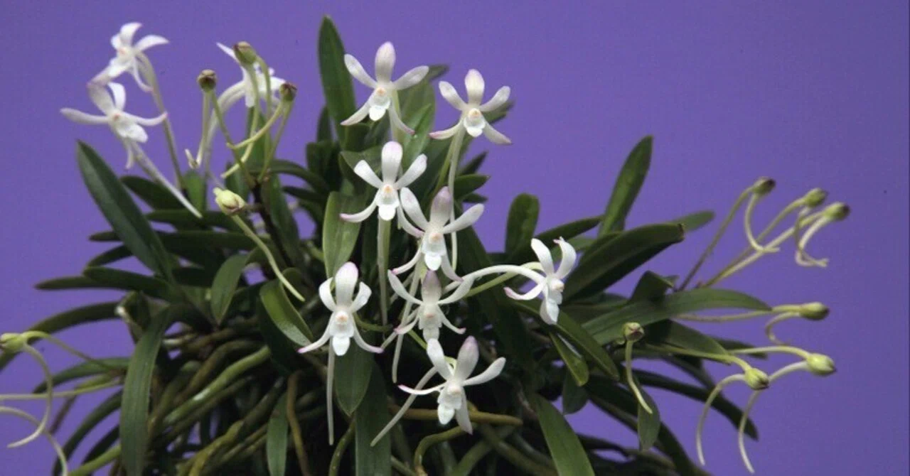 フウラン「山採り 縁 紅（小豆島産）石付け」の花（過去の画像倉庫から