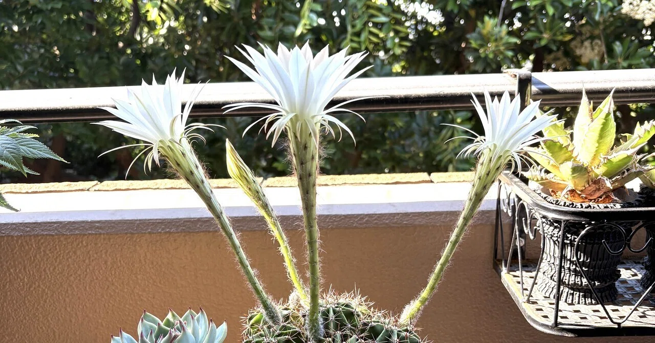 花盛丸がサボテンの花を咲かせた！｜ドラゴン・スー