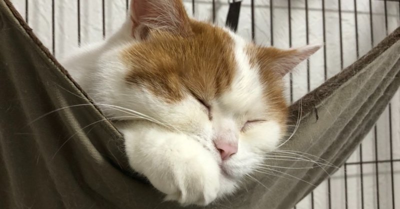 人間の心を操る ネコの持つ力について メンタリストdaigoから学ぶ心理学 にょろ つくアカ 個ンテンツづくりアカデミー Note