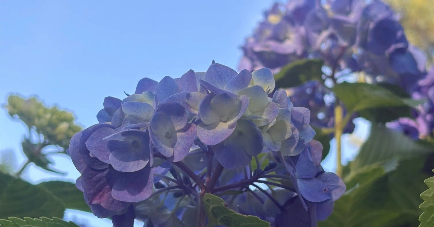 紫陽花の季節になりましたね」｜犬塚 伸二/ウォーキングアドバイザー