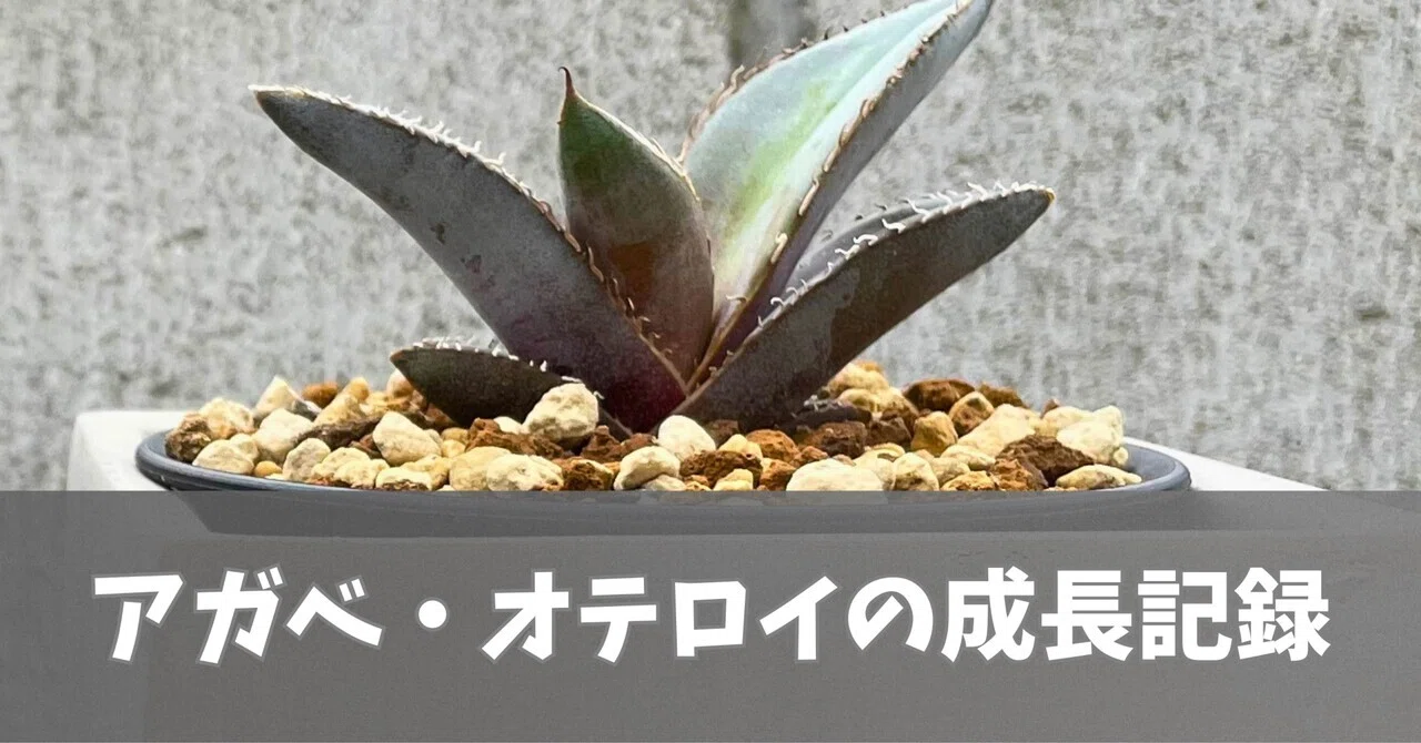 アガベ・オテロイの成長記録｜F.plants