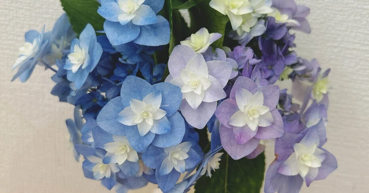 Double-flowered Lacecap Hydrangea 'Mai-kujaku'｜をちみず梓花