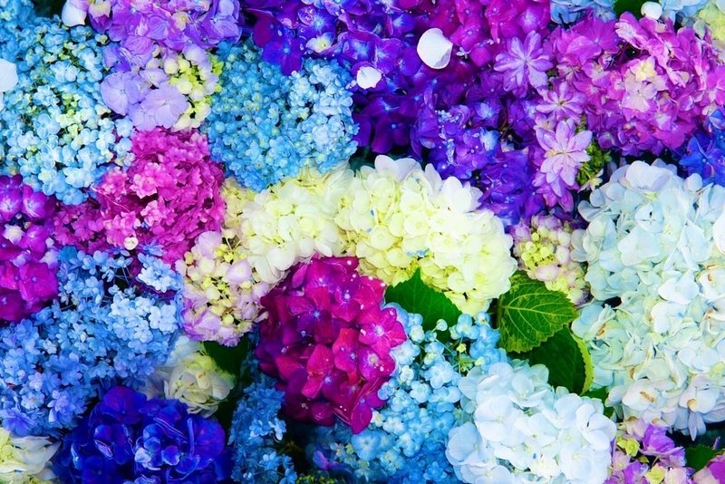 雨に咲く花 じば Note