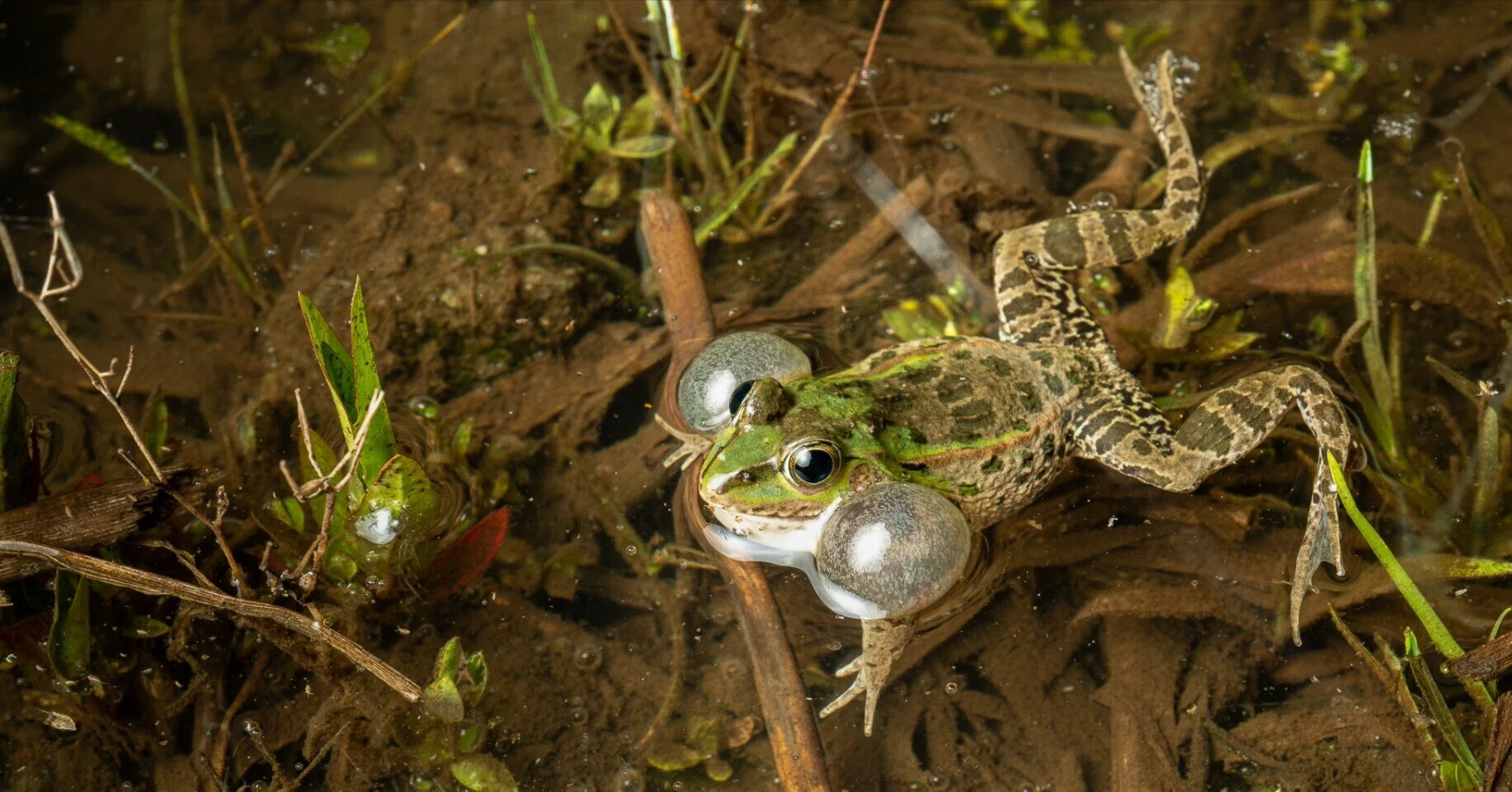 カエルの生態写真を撮るために ｜ブンイチ（文一総合出版）