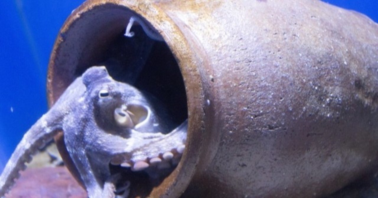 蛸壺 タコ壺 置物 蛸壺からタコ♡運気アップ、縁起物、陶器人形、置物、フィギュア、タコ