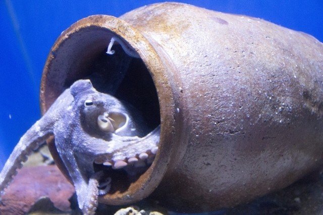 蛸壷のタコは愚かだが、人壺があったら僕はそこに入るだろう。｜G