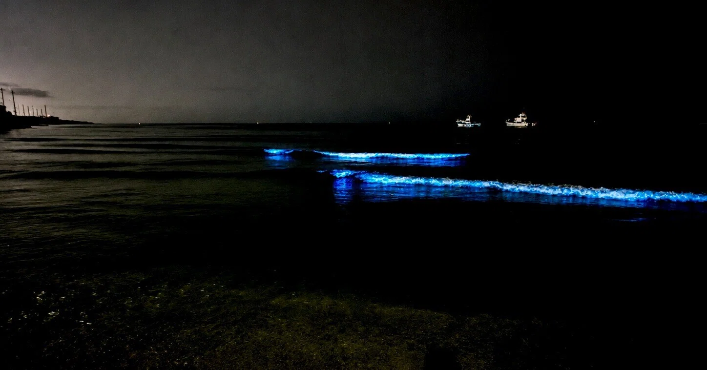 夜光虫2026 上げときます｜solitude 普通の生活
