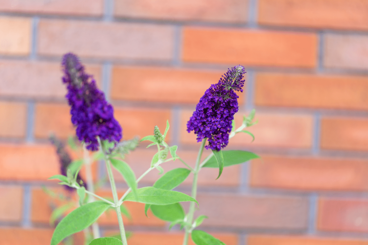 ブッドレアの花穂 くろねこ Note ブッドレアの花穂 くろねこ Note