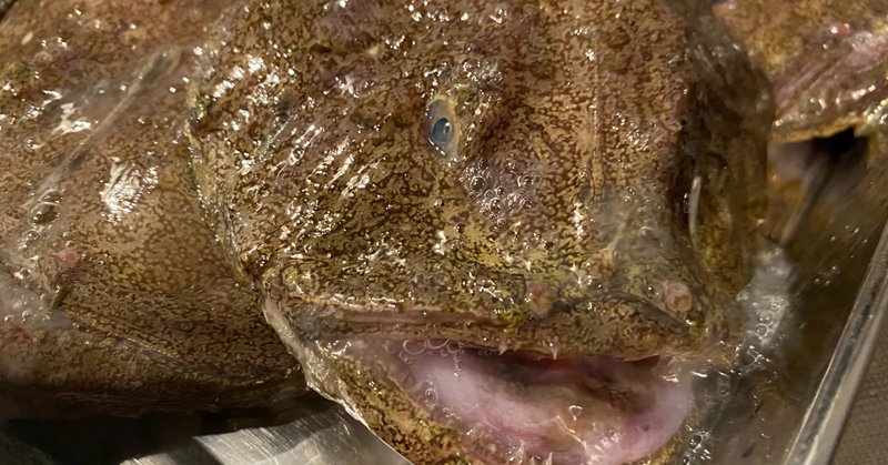 アンコウを捌いてみた プチグロ注意 Noriaki Kawanishi 半農デザイナー Note