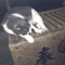 ヨシダケイ