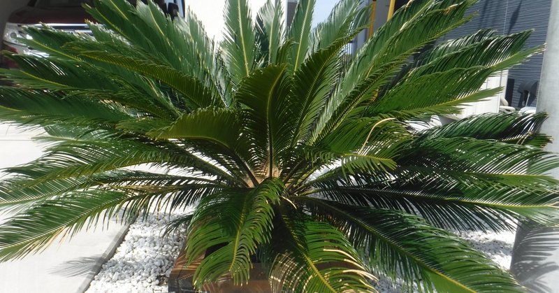 ソテツの植え替え かなこ Note