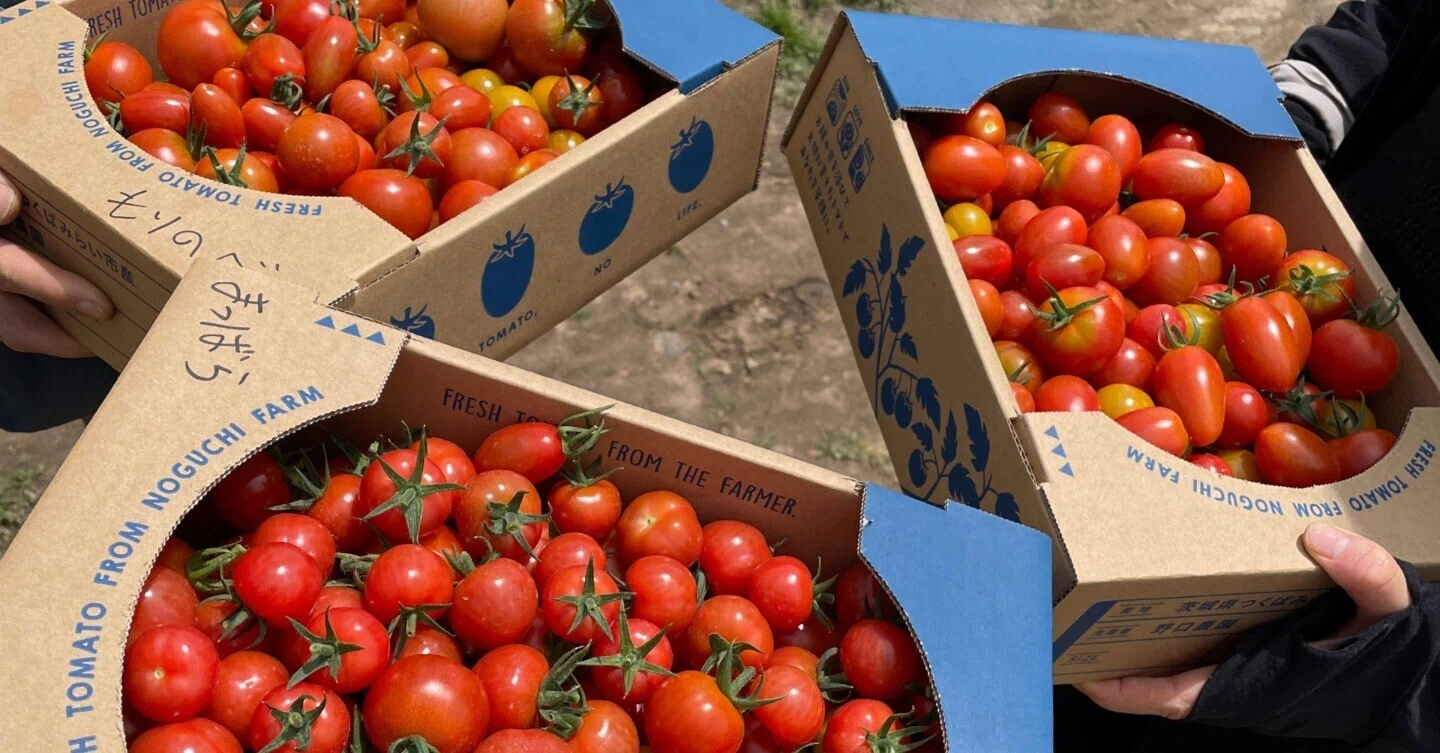 Event Report] Tasting freshly picked tomatoes! We held a user