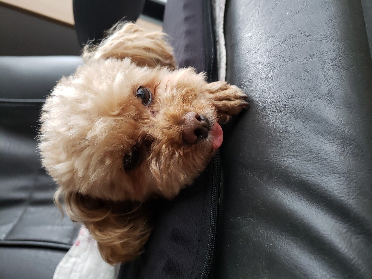 アインシュタインのような犬 Im Note アインシュタインのような犬 Im Note