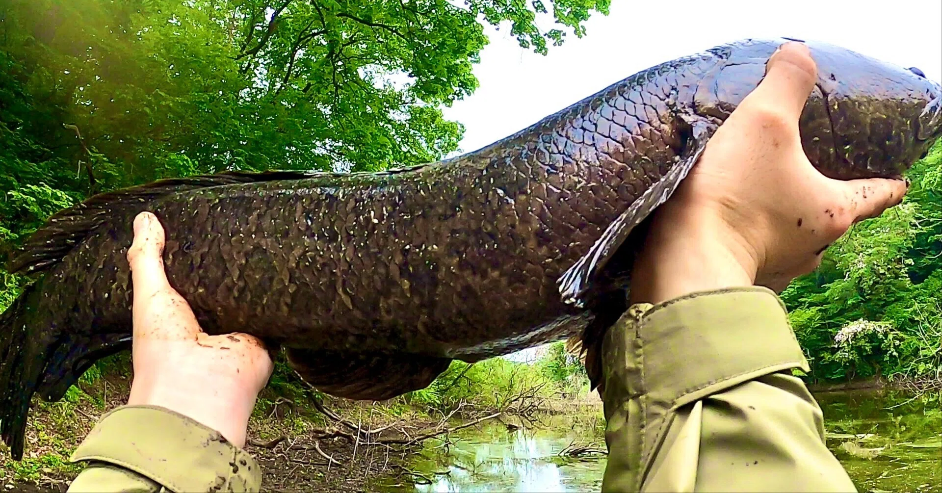 Catching Snakehead Even for Beginners! A Practical Guide to