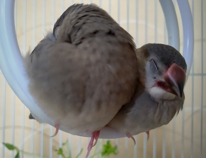 文鳥が可愛いから困る の新着タグ記事一覧 Note つくる つながる とどける 文鳥が可愛いから困る の新着タグ記事一覧 Note つくる つながる とどける