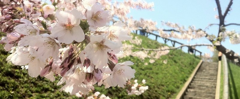 日本で桜が咲く時、ここでは紅葉が始まる