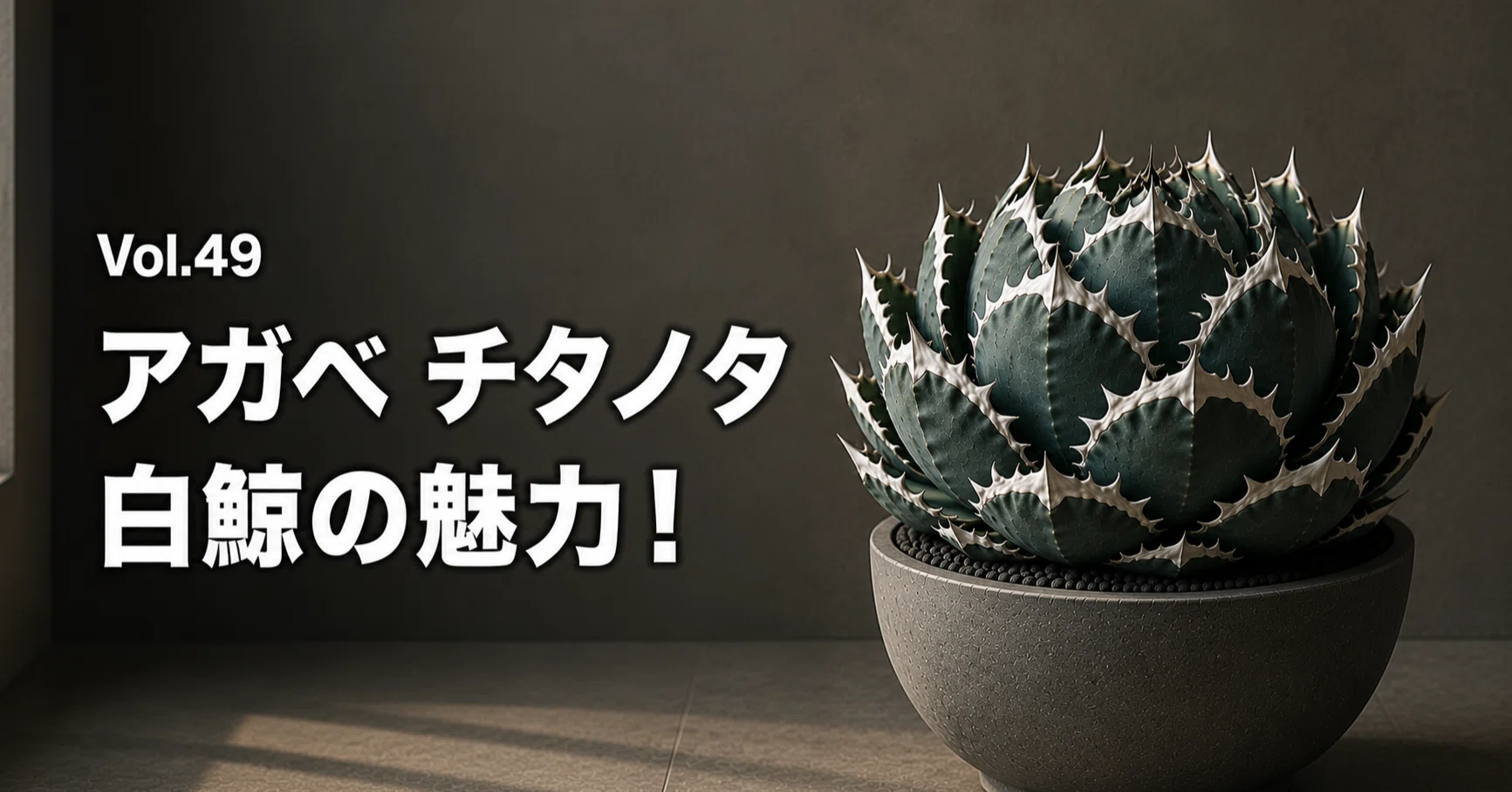 なぜ「白鯨」はアガベの王様と呼ばれるのか？｜Biophilic Style