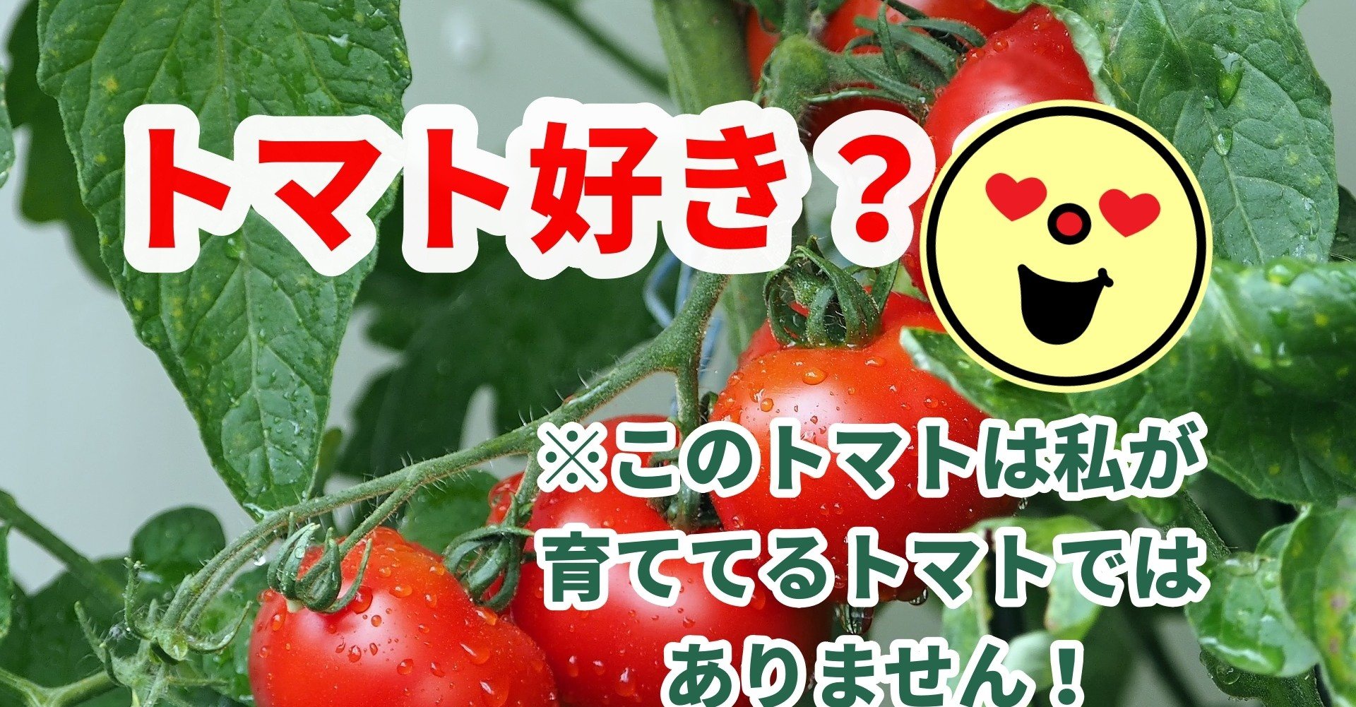 トマト大好きな芸能人はだ れだ トマト好きさん大集合 のんのつぶやき かぎ針 農業 体調 その他 Note
