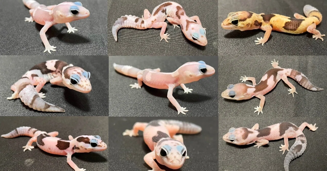 第6回目】ニシアフリカトカゲモドキの紹介編＋販売紹介｜ゆ