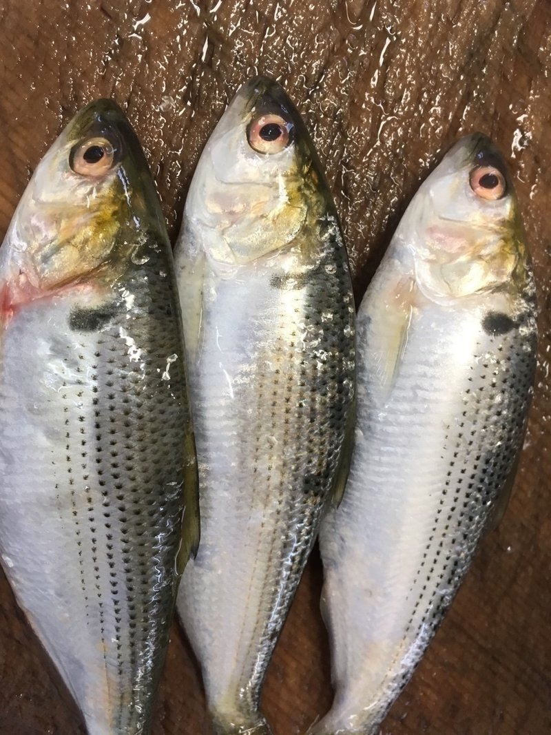 コハダ 富山の魚正 Note