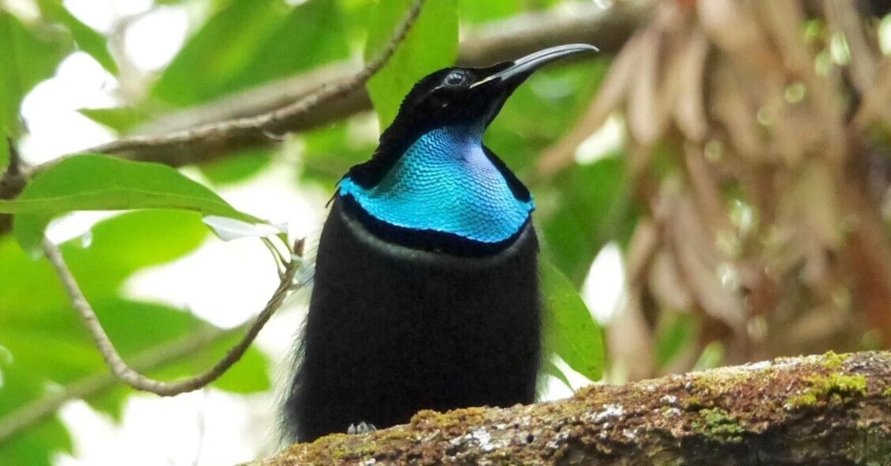 軽やかに生きる漆黒の極楽鳥！カタカケフウチョウの不思議な求愛ダンス