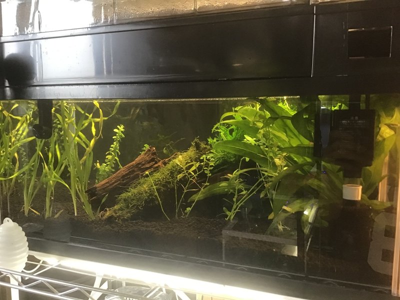 流木のアクで水槽を汚さないようにしたい ゆーいちの水槽部屋 Note