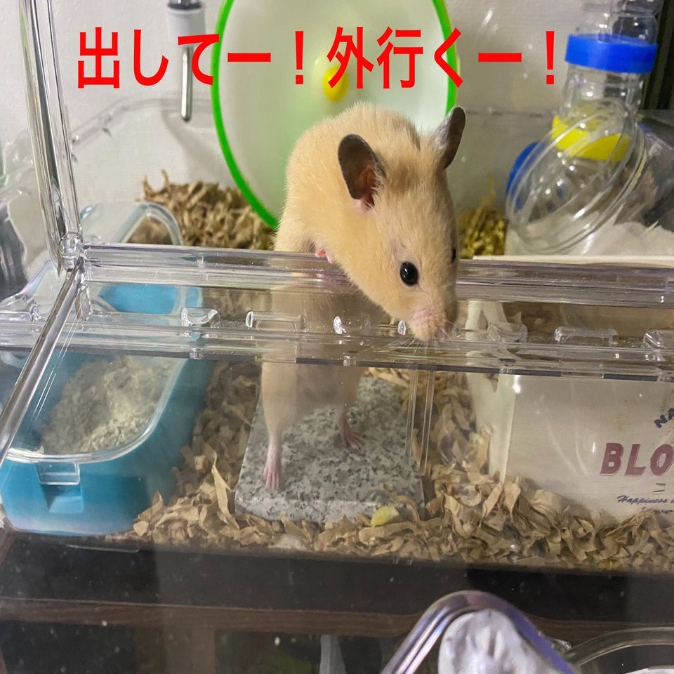 ハムスター飼育日記49日目 6 13 サトウショウヘイ Note