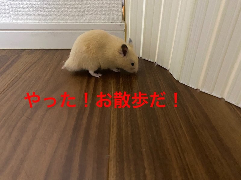 ハムスター飼育日記49日目 6 13 サトウショウヘイ Note