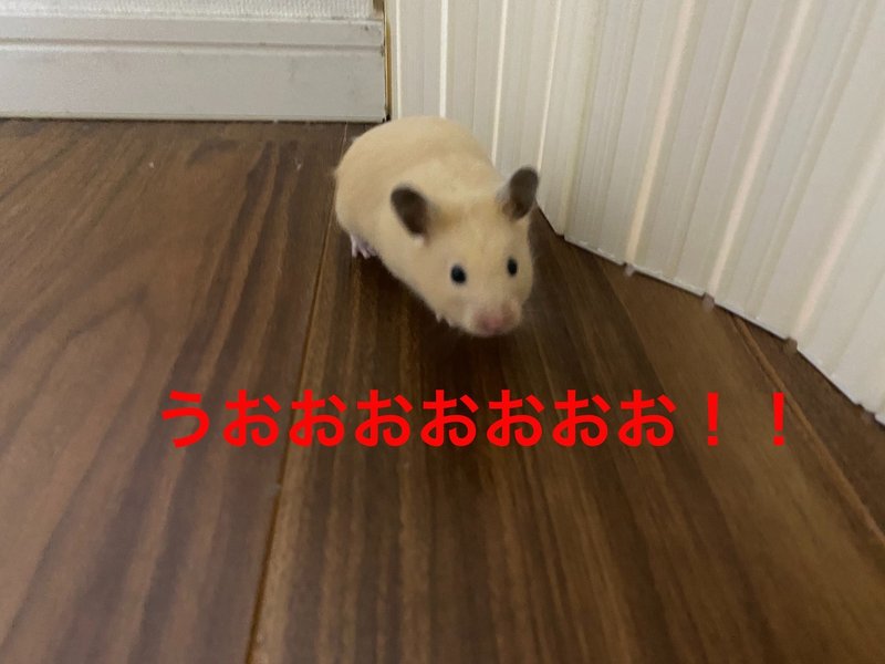 ハムスター飼育日記49日目 6 13 サトウショウヘイ Note ハムスター飼育日記49日目 6 13 サトウショウヘイ Note