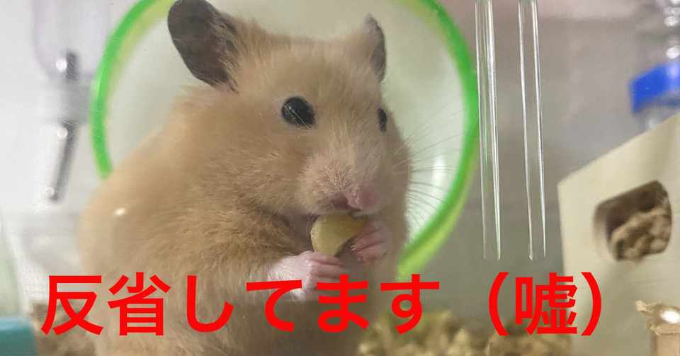 ハムスター飼育日記49日目 2020 6 13 サトウショウヘイ Note