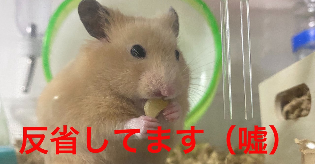 ハムスター飼育日記49日目 6 13 サトウショウヘイ Note