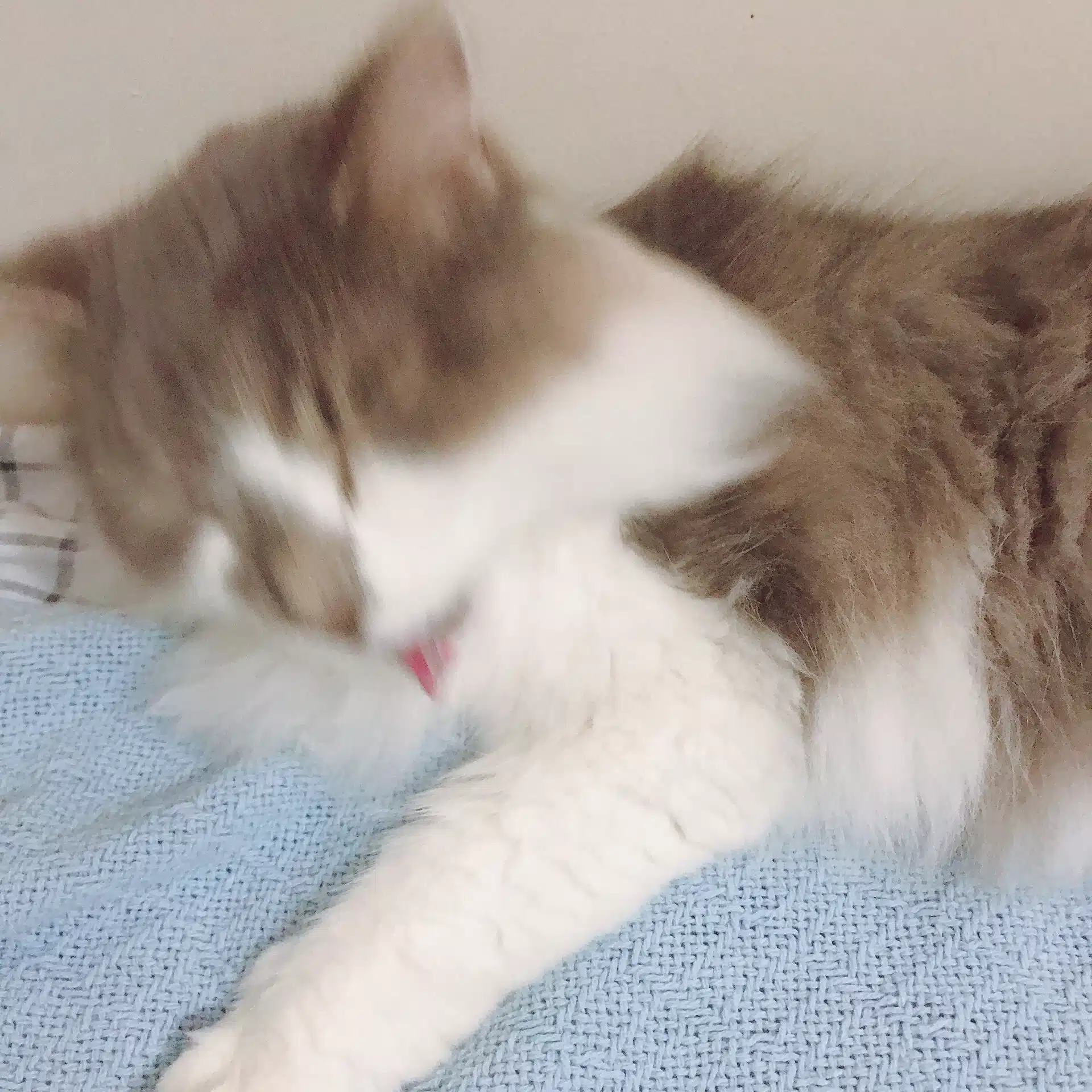 ノム子