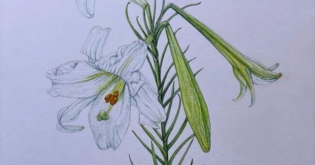 植物画・ボタニカルアート】タカサゴユリ～気品と圧倒的な繁殖力｜かりあ