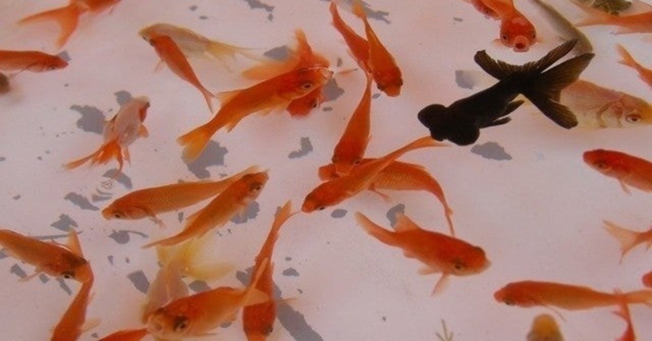 酒と金魚と地獄と金魚 呑みながら書きました 鈴木鮎 Suzukiayu Note 酒と金魚と地獄と金魚 呑みながら書きました 鈴木鮎 Suzukiayu Note