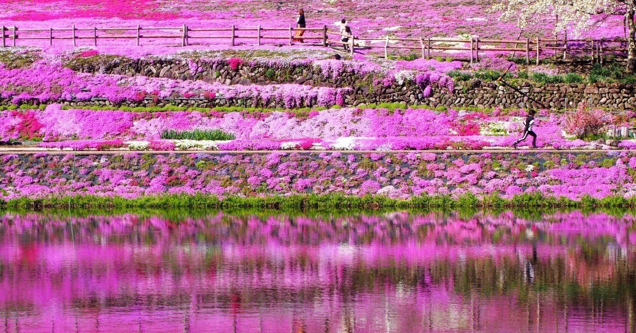 國田家の芝桜 まつこ Note