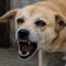 会社の犬Mk-II